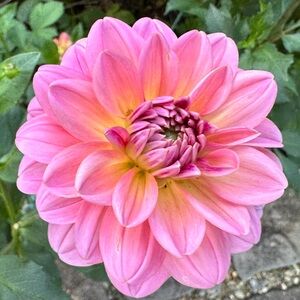 Southern Belle Dahlia Tuber, one tuber